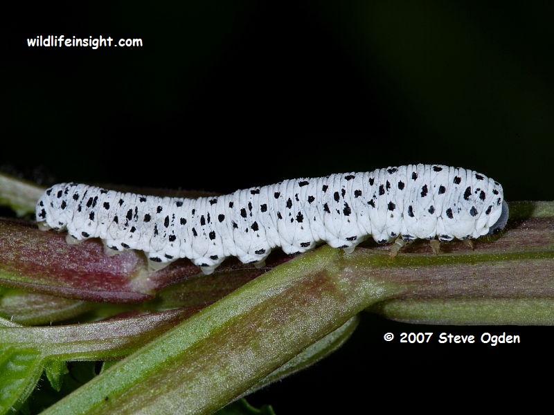Sawfly caterpillar on Figwort © 2007 Steve Ogden