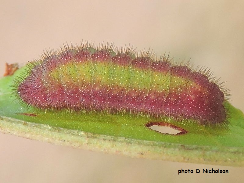 Pink and green form of Small Copper Butterfly caterpillar recorded by D Nicholson.