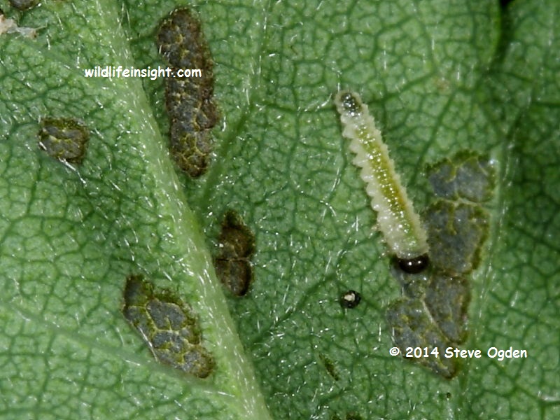 Small sawfly larva early feeding signs © 2014 Steve Ogden