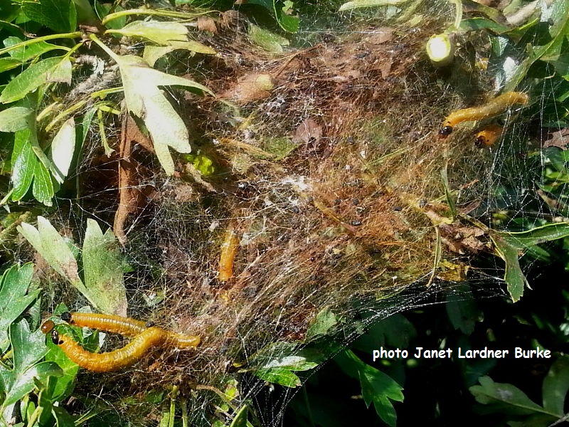 Sawfly larvae Neurotoma saltuum in hawthorn web photo Janet Lardner Burke