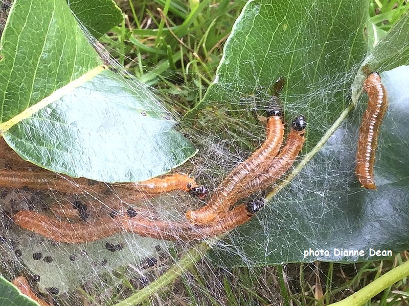 Social Pear sawfly larvae Neurotoma saltuum in web photo Dianne Dean