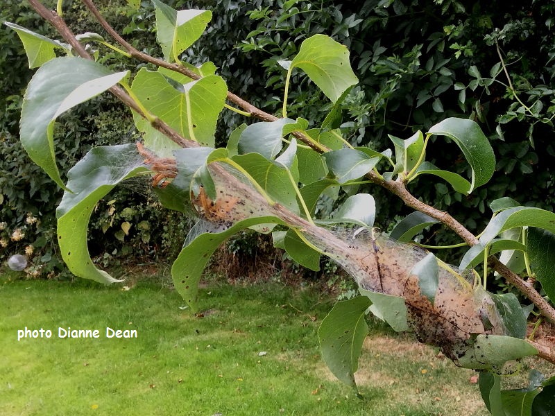 Social Pear sawfly larval web on pear tree branch photo Dianne Dean