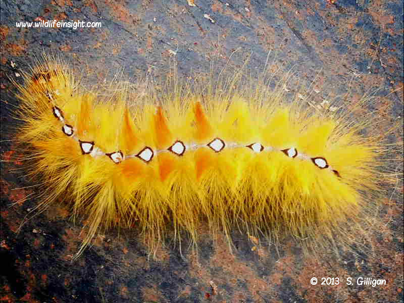 Sycamore moth caterpillar Acronicta aceris © S.Gilligan