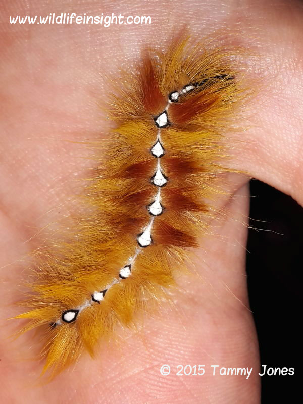 The Sycamore moth caterpillar Acronicta aceris, West Yorkshire © 2015 Tammy Jones