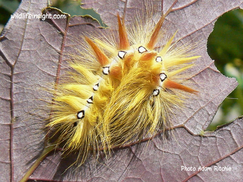Sycamore moth caterpillar Acronicta aceris UK photo Adam Ritchie