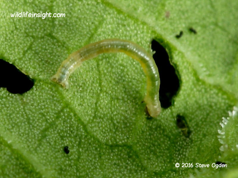 The Gem (Orthonama obstipata) 3 day old caterpillar © 2016 Steve Ogden