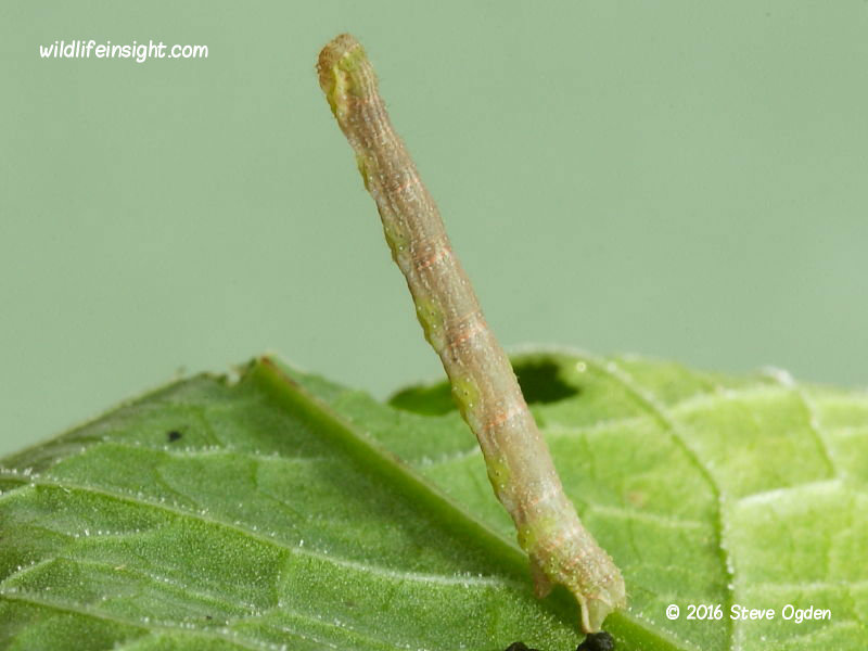 The Gem (Orthonama obstipata)caterpillar 17mm © 2016 Steve Ogden
