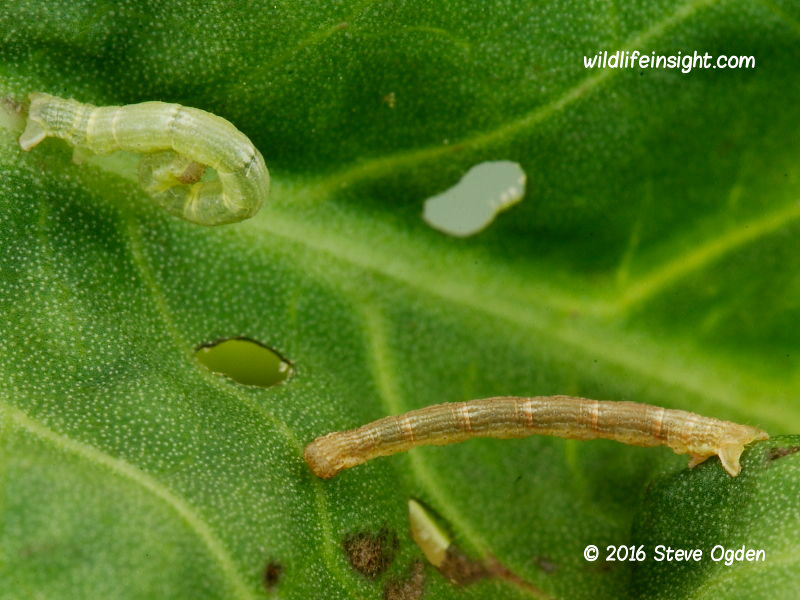 The Gem (Orthonama obstipata) caterpillars 10mm © 2016 Steve Ogden
