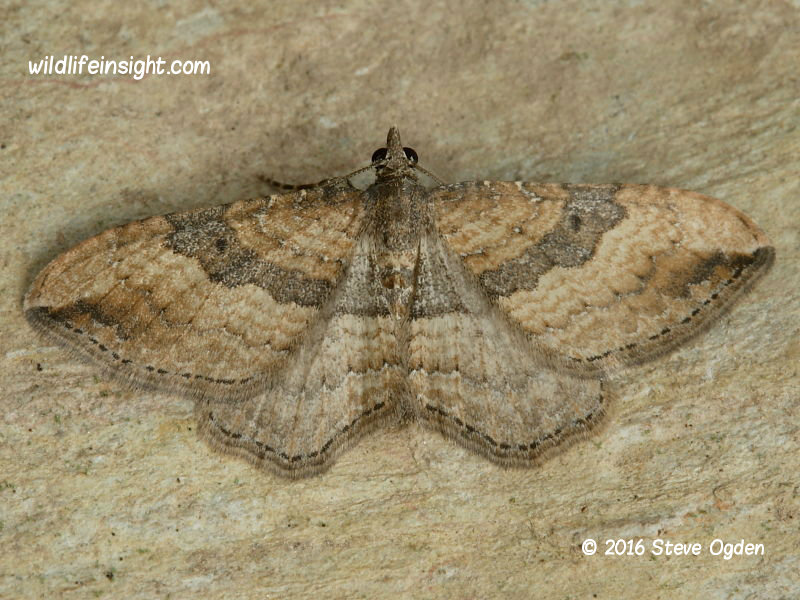 The Gem (Orthonama obstipata) female moth © 2016 Steve Ogden