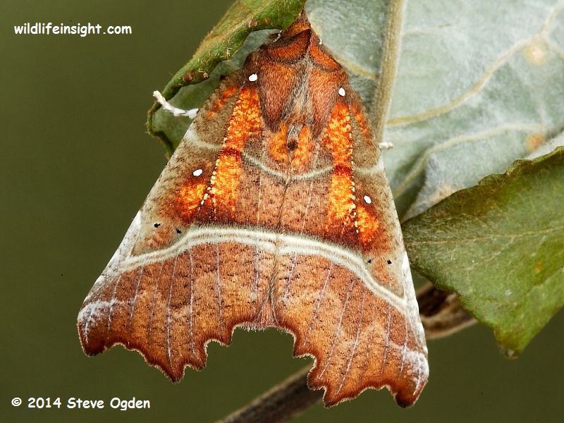 The Herald Moth (Scoliopteryx libatrix) © 2014 Steve Ogden