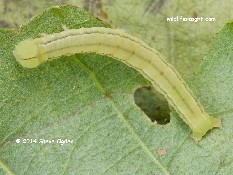 The Herald Moth caterpillar (Scoliopteryx libatrix) © 2014 Steve Ogden