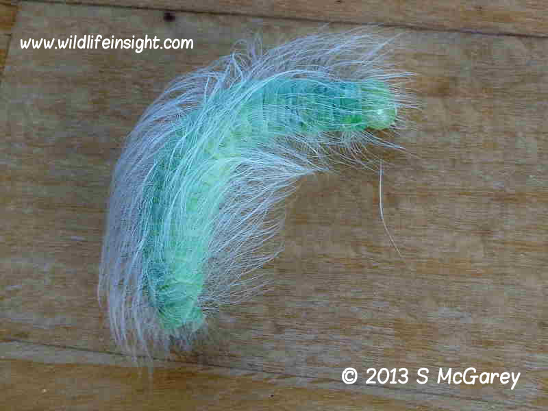 The Miller Moth final instar caterpillar (Acronicta leporina)  © 2013 S.McGare