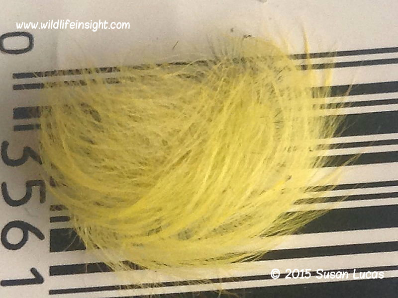 The Miller yellow form of caterpillar (Acronicta leporina) photo © 2015 Susan Lucas
