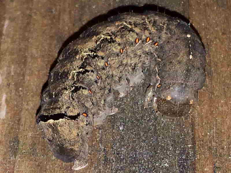 Key identification marks of Old Lady Moth caterpillar