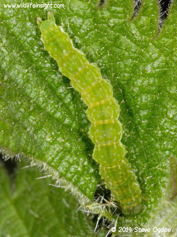  The Snout caterpillar (Hypena proboscidalis) 22 mm © 2014 Steve Ogden 