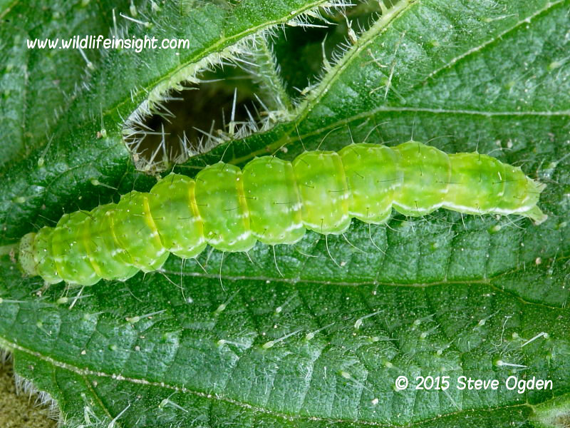 The Snout fully grown 27mm caterpillar (Hypena proboscidalis) © 2015 Steve Ogden 