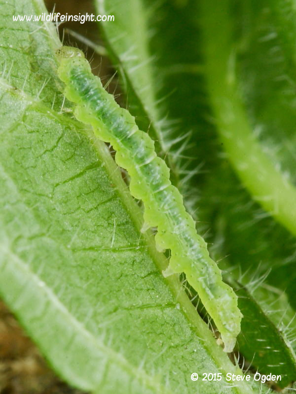  The Snout caterpillar (Hypena proboscidalis) 7mm pre overwintering © 2015 Steve Ogden 