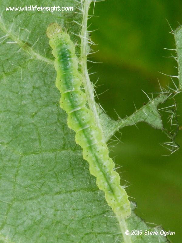  The Snout caterpillar (Hypena proboscidalis) 7mm pre overwintering © 2015 Steve Ogden 