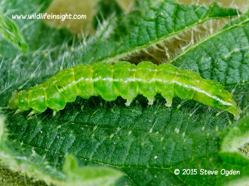 The Snout fully grown 27mm caterpillar Hypena proboscidalis © 2015 Steve Ogden