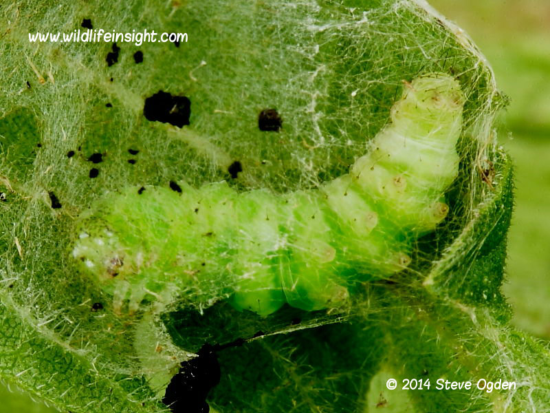  The Snout pupating caterpillar (Hypena proboscidalis) © 2014 Steve Ogden 