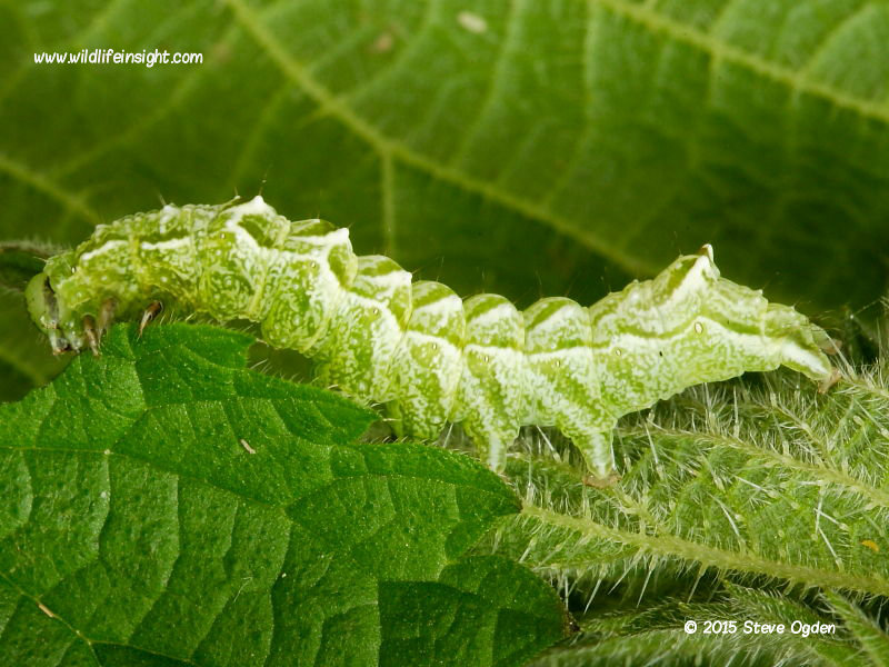 The Spectacle moth caterpillar (Abrostola triplasia) on nettle © 2015 Steve Ogden