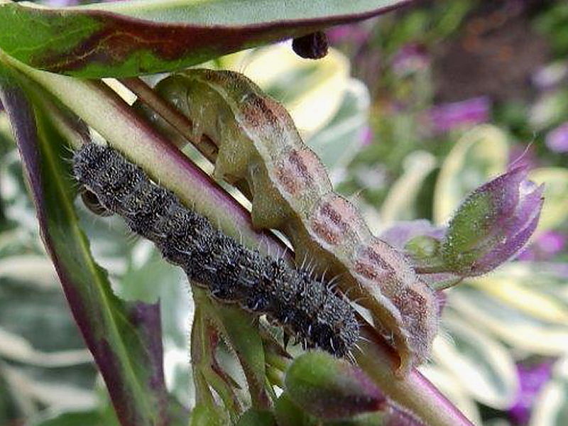 Two forms of Bordered Straw caterpillar feeding on garden Penstemons photo © Jeff Farley