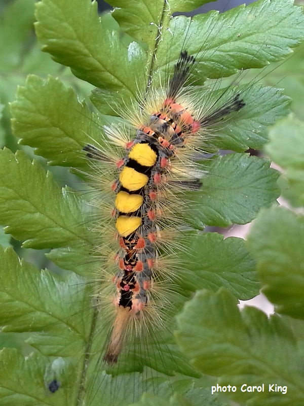 A Vapourer Moth caterpillar with yellow dorsal tufts recorded by Carol King.