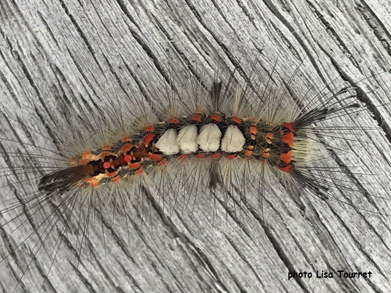 A Vapourer Moth caterpillar clearly showing the white and black hair pencil extensions recorded by Lisa Tourret.