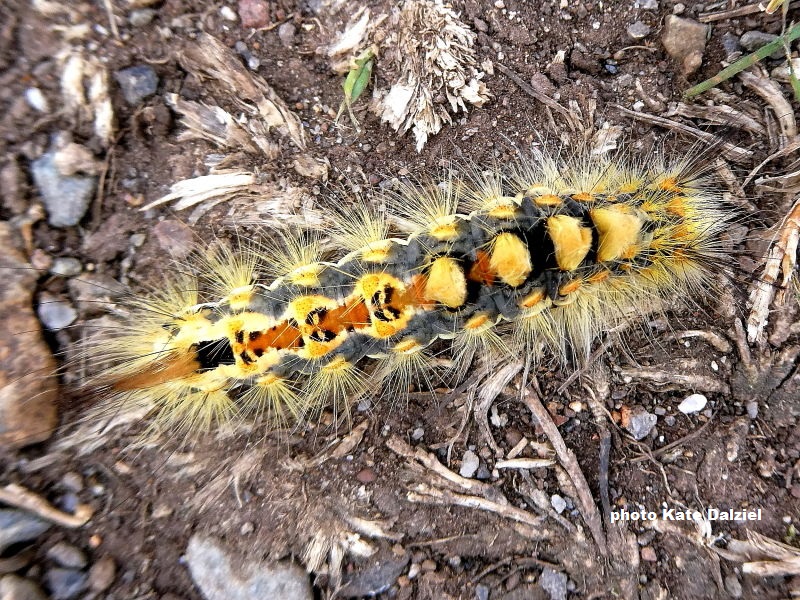 Boldly marked Vapourer Moth larva recorded by Kate Dalziel in West Penwith, Cornwall.