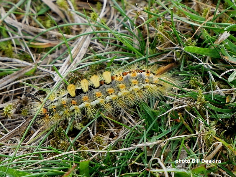 A yellow form of Vapourer Moth caterpillar recorded in September on Dartmoor, West Devon by Bill Deakins