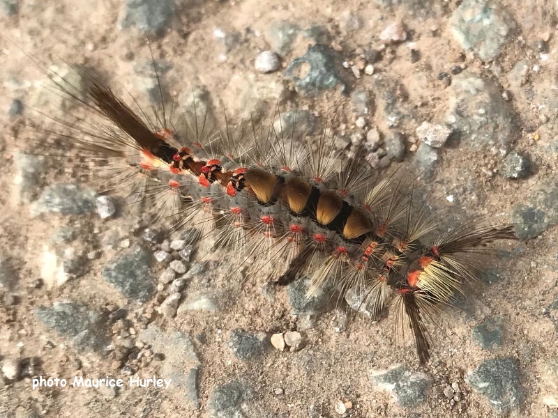 A Vapourer Moth caterpillar with brown dorsal tufts recorded by Maurice Hurley.