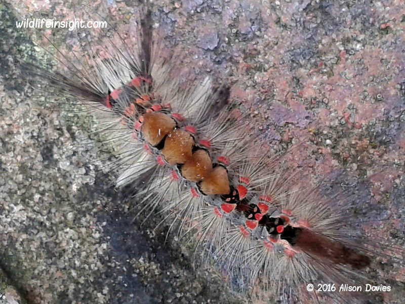 A Vapourer Moth caterpillar showing the white and black hair pencil extensions recorded by Alison Davies.