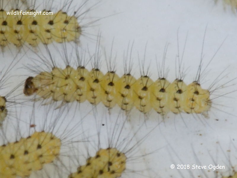 White Ermine  6 mm caterpillars (Spilosoma lubricipeda)  © 2018 Steve Ogden