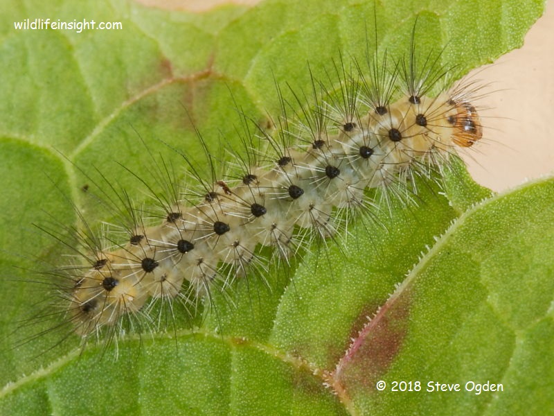 White Ermine  12 mm caterpillars (Spilosoma lubricipeda)  © 2018 Steve Ogden