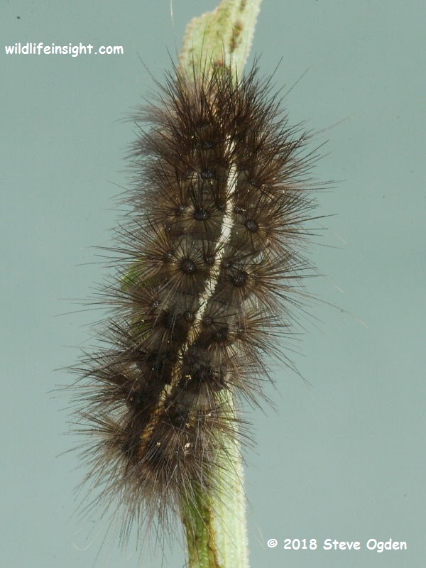 White Ermine  fully grown 40 mm  caterpillar (Spilosoma lubricipeda)  © 2018 Steve Ogden