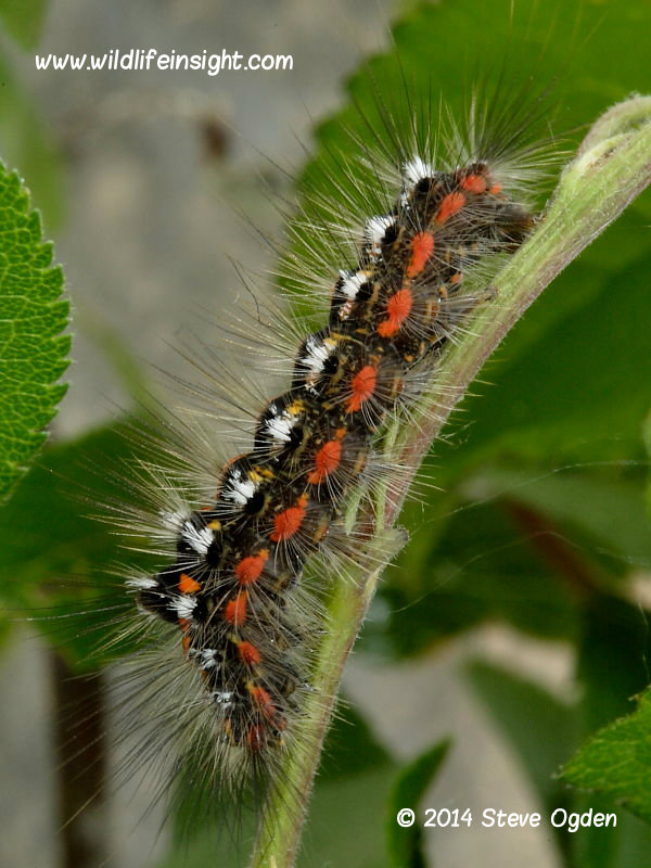 Yellow-tail moth caterpillar with bold red markings close to spiracles © 2014 Steve Ogden