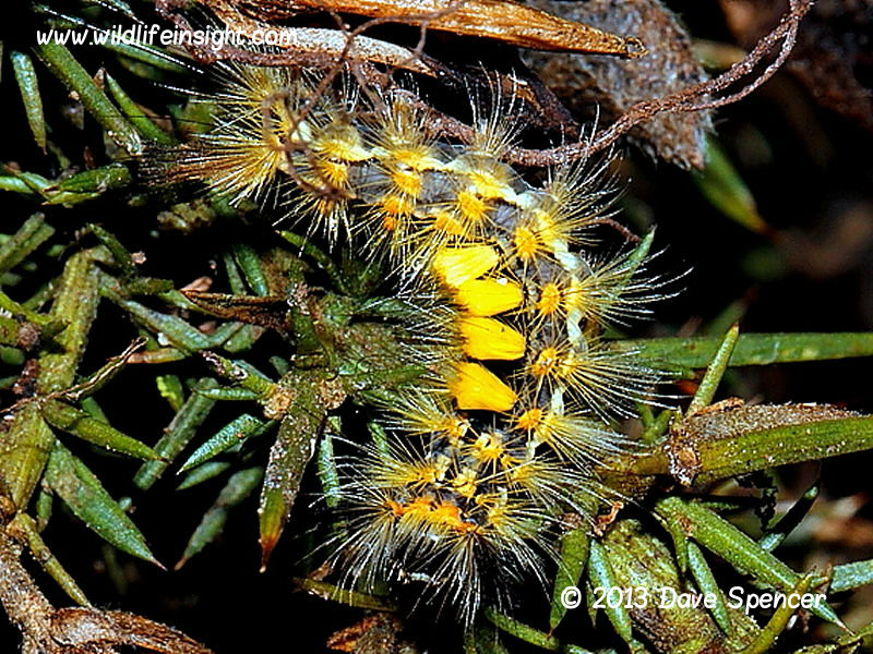 A yellow form of Vapourer Moth caterpillar recorded at St Stithian, in south west Cornwall by Dave Spencer.