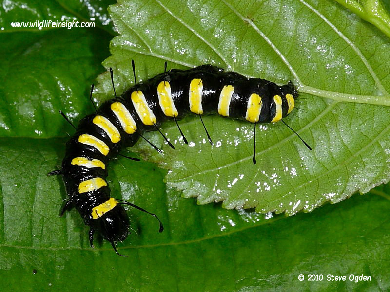 Alder Moth caterpillar (Acronicta alni) fully grown 35 mm on beech North Cornwall © 2010 Steve Ogden
