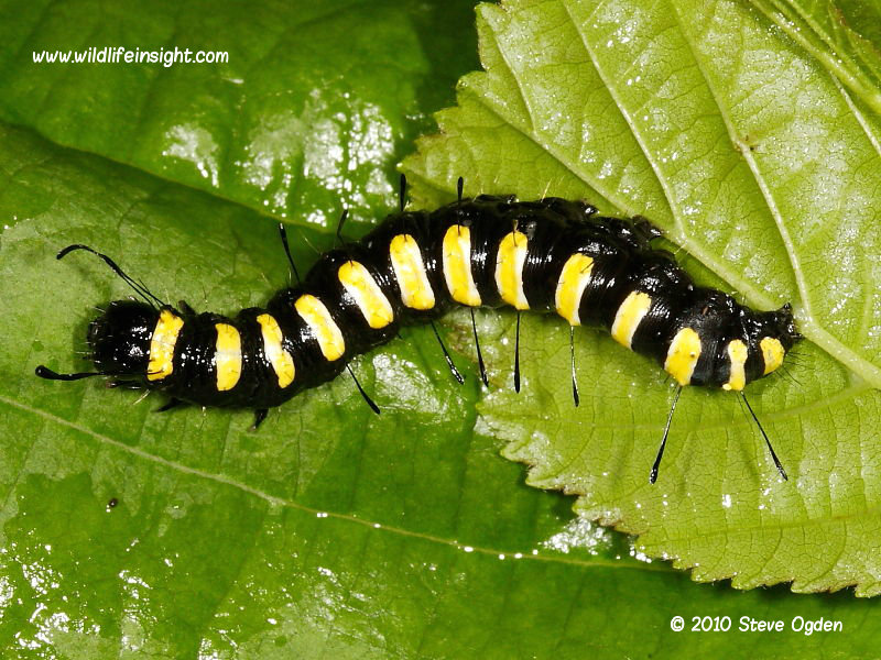 Alder Moth caterpillar (Acronicta alni) fully grown 35 mm on beech © 2010 Steve Ogden