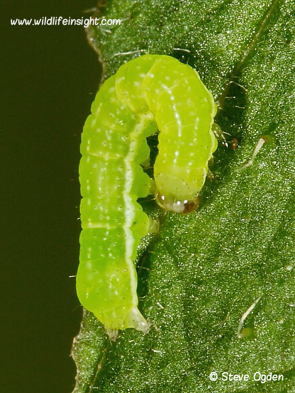 Angle Shades (Phlogophora meticulosa) early instar 8mm caterpillar © Steve Ogden