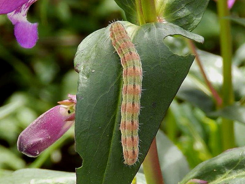 Bordered Straw caterpillar pink banded form found feeding on garden penstemons photo © 2015 Jeff Farley
