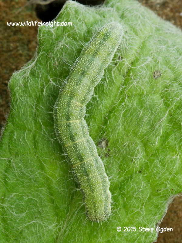 Bordered Straw caterpillar green form found on Fleabane, The Lizard, Cornwall © 2015 Steve Ogden