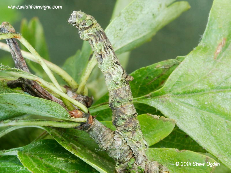 Brimstone Moth caterpillar (Opisthograptis luteolata) © 2014 Steve Ogden