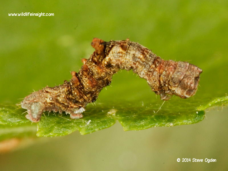 brimstone-moth-caterpillar penultimate instar (Opisthograptis luteolata) © 2014 Steve Ogden