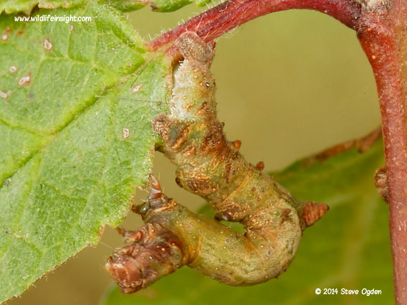 Brimstone Moth caterpillar (Opisthograptis luteolata) green and brown form © 2014 Steve Ogden