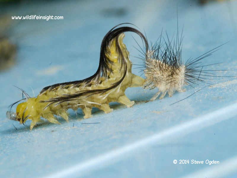 Buff Ermine caterpillar moulting © 2014 Steve Ogden