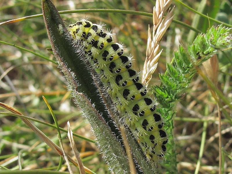 Burnet Moth Larva (Zygaena filipendulae or Zygaena trifolii)