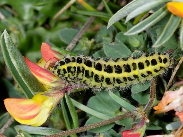 0170 Five-spot Burnet (Zygaena trifolii) caterpillar