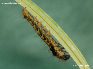 1640 10 mm Drinker moth caterpillar (Euthrix potatoria)