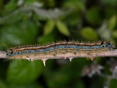 1634 The Lackey (Malacosoma neustria) - fully grown caterpillar